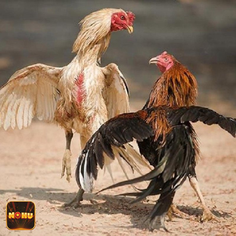 Đá Gà Cựa Sắt - Tìm hiểu nguồn gốc gà